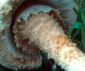 Amanita sp., Don Hemmes, Hawaii