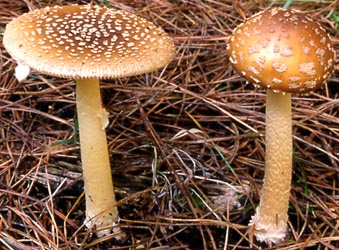 Amanita parvipantherina