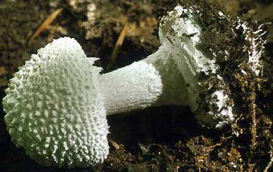 Amanita abrupta in New Jersey Pine Barrens