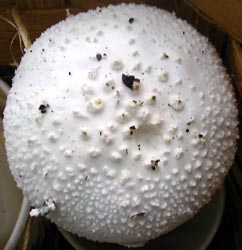 top view of Amanita abrupta GSMNP ATBI Tennessee