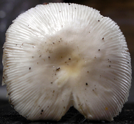 Amanita albocreata Atk. - near base of Table Mtn., Isl. of Newfoundland