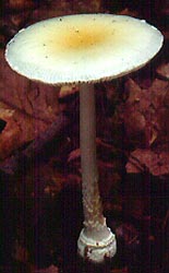 Amanita albocreata Atk. - Stokes State Forest, Sussex County, New Jersey, U.S.A.