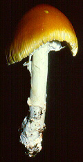 Amanita arkansana Rosen - Lake Sherwood, West Virginia, U.S.A.