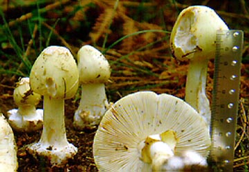 Amanita asteropus Sabo ex Romagn. - photo of F. Massart