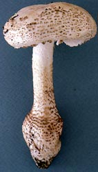 Amanita atkinsoniana Coker