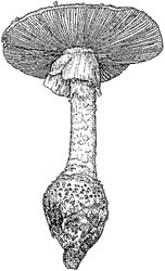 Amanita atkinsoniana Coker