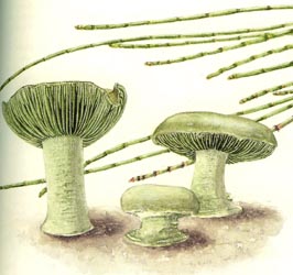 Amanita austroviridis - watercolor by Katrina Syme