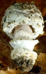 Amanita basiana - Bas' Amanita