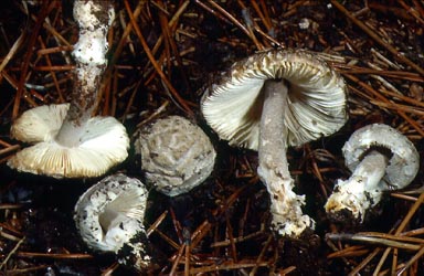 Amanita basiana - Bas' Amanita