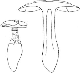 Amanita centunculus Corner & Bas from original description