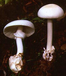 Amanita chepangiana Tulloss and Bhandary