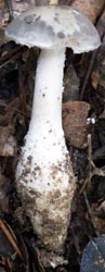 Amanita cinereoconia, photo by R. Pastorino, Texas