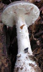 Amanita cinereoconia, photo by R. Pastorino, Texas