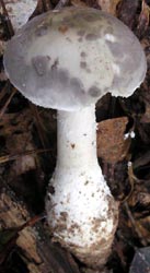 Amanita cinereoconia, photo by R. Pastorino, Texas