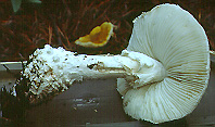 Amanita cokeri - New Jersey Pine Barrens