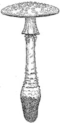 Dr. C. Bas' illustration of Amanita cokeri (1969)