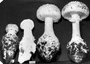 L. R. Hesler photograph of Amanita cokeri