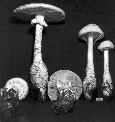 L. R. Hesler photograph of Amanita cokeri