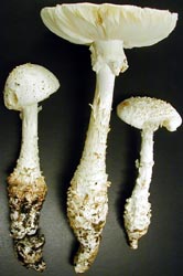 Amanita cokeri from GSMNP ATBI, Tennessee