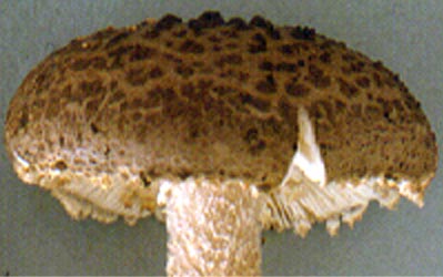 Amanita costaricensis - Costa Rica - R. E. Tulloss