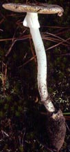 Amanita cylindrispora Beardslee - NJ Pine Barrens