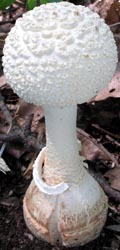 Amanita daucipes - young button with volva not yet colored