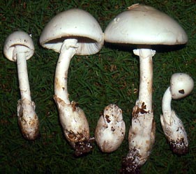 Amanita egregia