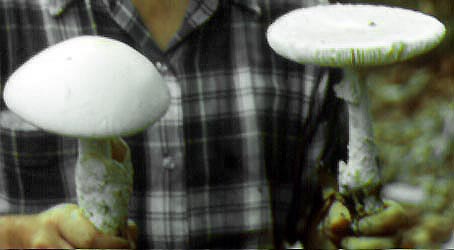 Amanita egregia