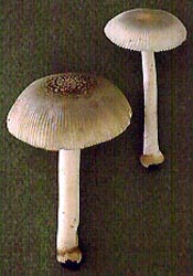 Amanita farinosa Schw. - Hopewell Township, Mercer County, New Jersey, U.S.A.