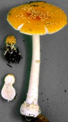 Amanita frostiana Peck - Oneonta, New York, U.S.A.