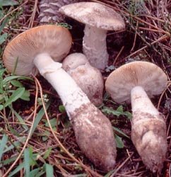 Amanita gilbertii, Gironde, France - Francis Massart.