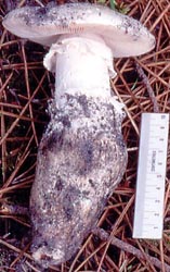 Amanita gilbertii, Gironde, France - Francis Massart.