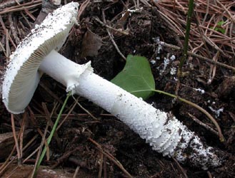 Amanita gracilior - Dr. Vicenzo Migliozzi