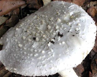 Amanita gracilior - Dr. Vicenzo Migliozzi