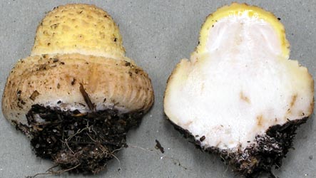 Amanita muscaria var. guessowii - Mass., USA