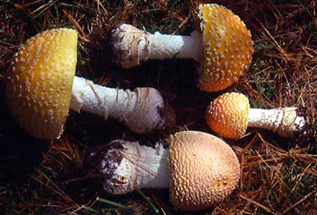 Amanita muscaria var. guessowii - NJ, USA