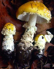 Amanita muscaria var. guessowii - Roosevelt, NJ, USA