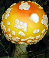 Amanita muscaria var. guessowii - Gros Morne Nat. Pk., NL, Canada