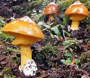 Amanita hemibapha var. ochracea - Z. L. Yang (SW China)