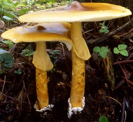 Amanita hemibapha var. ochracea - Z. L. Yang (SW China)