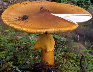 Amanita hemibapha var. ochracea - Z. L. Yang (SW China)