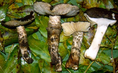 Amanita inopinata - Netherlands