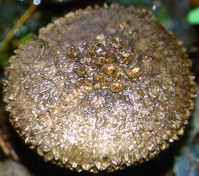 Amanita inopinata - Netherlands