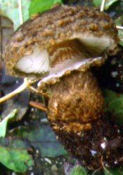 Amanita inopinata - Netherlands