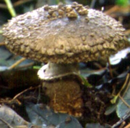 Amanita inopinata - Netherlands