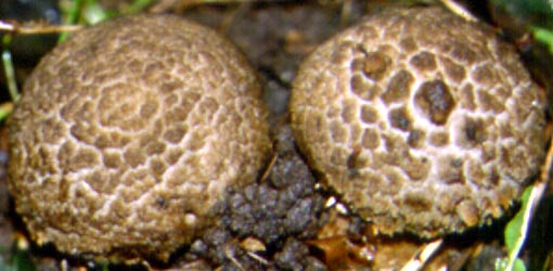 Amanita inopinata buttons - Netherlands