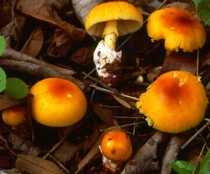 Amanita masasiensis from Zambia - photo by David Arora