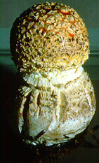 Amanita muscaria subsp. flavivolvata Sing. - Marin Co., California, U.S.A.