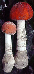 Amanita muscaria (L.:Fr.) Lam. var. muscaria - Culbin Sands, Highlands and Islands Region, Scotland