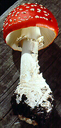 Amanita muscaria (L.:Fr.) Lam. var. muscaria - Aigas Field Station, Highlands and Islands Region, Scotland